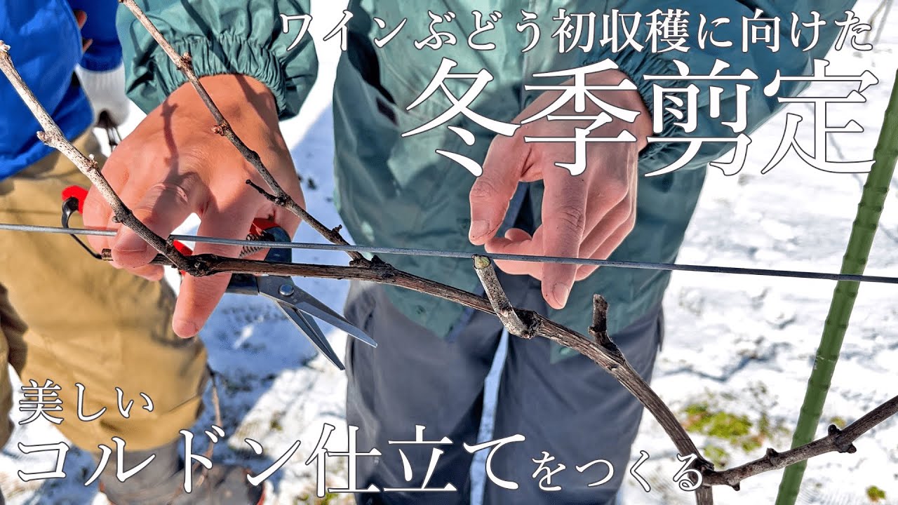 【冬季剪定】【コルドン仕立て】美味しいぶどう初収穫に向けて！