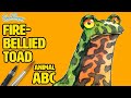 How to Draw and Paint a Fire Bellied Toad