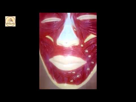 პირის ირგვლივი კუნთები(2) / სდასუ