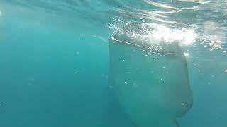 requin baleine 2