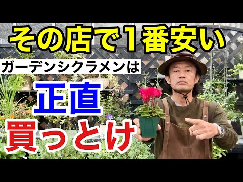 【大丈夫？？】1番安いガーデンシクラメンを1番咲かせる方法教えます 【カーメン君】【園芸】【ガーデニング】【初心者】