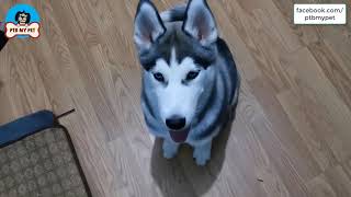 Would you like to have such an intelligent and docile Husky? by PTB My Pet 32 views 3 years ago 1 minute, 39 seconds