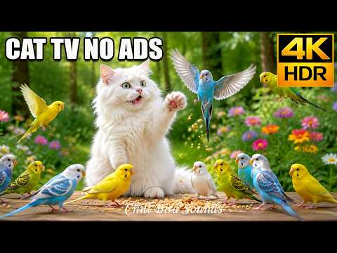Peaceful Cat TV 😻 Birds Flying Gracefully Above 🐦 Cat Watching With Fascinated Eyes 😺