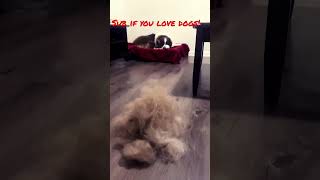 Famous Nice gatherin of hair from our weekly brush 😑 #dogs #funny #hair #louisville #subscribe #viral #abc Net Worth