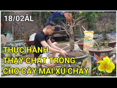 Video: Bột tan có thoát khỏi cát không?