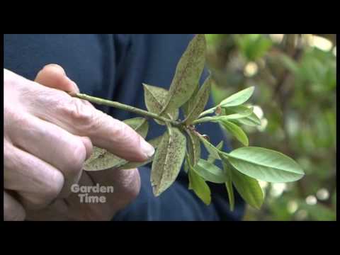 Video: Azalea Leaf Pests: Azalea Lace Bug At Pagkasira ng Dahon na Dulot Nila