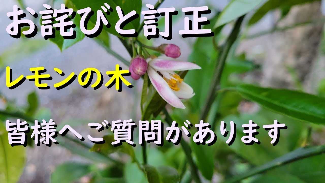 お詫びと訂正】レモンの木について皆様へご質問があります - YouTube