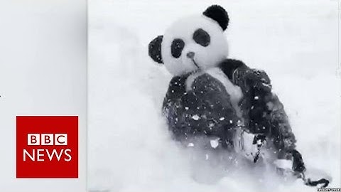 Panda suit man in snow battle challenge to Tian Tian - BBC News