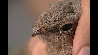 【城市鳥類】人鳥共和｜在城市為何會出現夜鷹鳴叫聲？ (公共電視 我們的島第453集 2008-05-12)