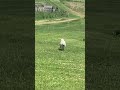 Watch this American Eskimo dog run!
