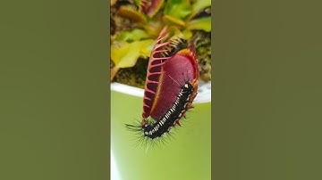 Cây bẫy kẹp ăn sâu róm || Venus flytrap