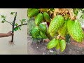 Amazing skill Grafting Soursop tree Growing Fast Use Aloe Vera