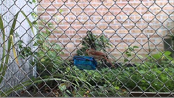Logitech c920 with Webcam zone trigger test. Northern Cardinal at Feeder 1080p