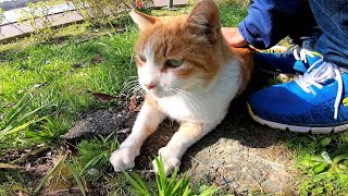 桜の下によく喋る野良猫がいたので近づいてモフモフしてきた