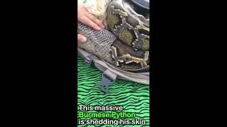 Ep 22 | RARE FOOTAGE OF BURMESE PYTHON SHEDDING SKIN 🐍😮