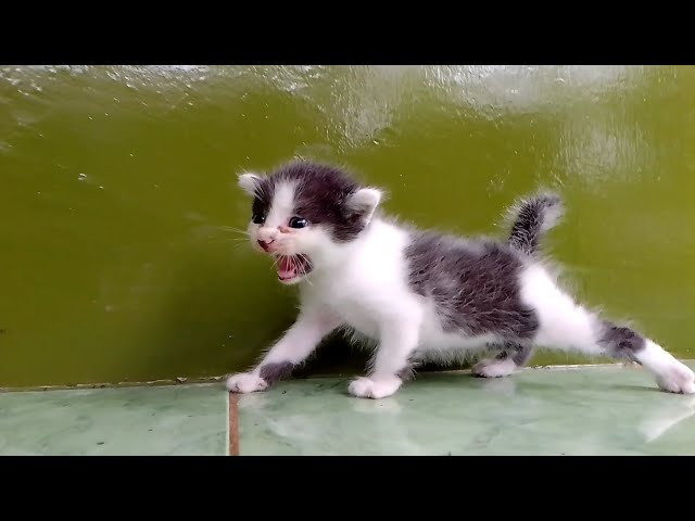 Suara anak kucing memanggil induknya | Ampuh induknya langsung Dateng ‼️ class=