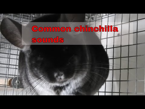 Video: Fælles Chinchilla Ailments