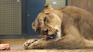 Beautiful young Lioness eats meat in the zoo.