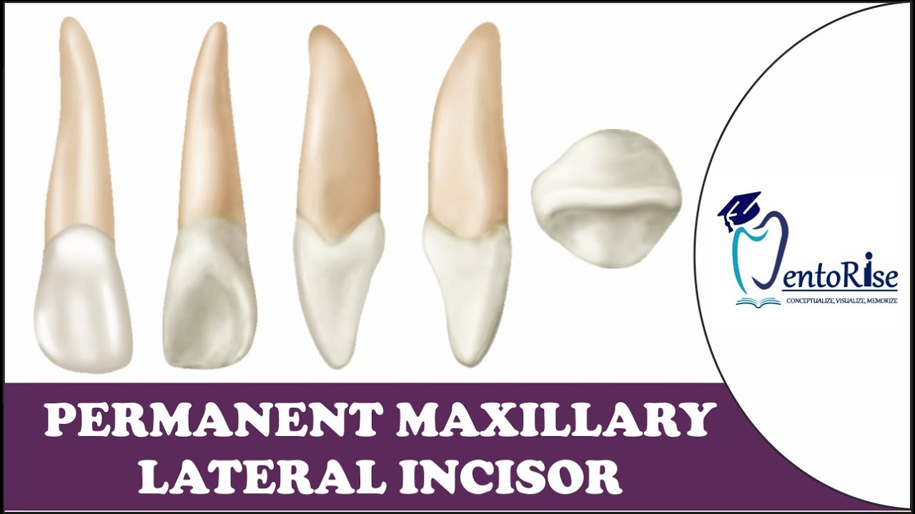 lateral excursion of tooth