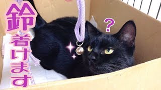 保護猫ナナちゃんの鈴特訓開始！