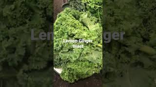 Lemon Ginger Blast Juice #juicefasting #weightloss #greenjuice