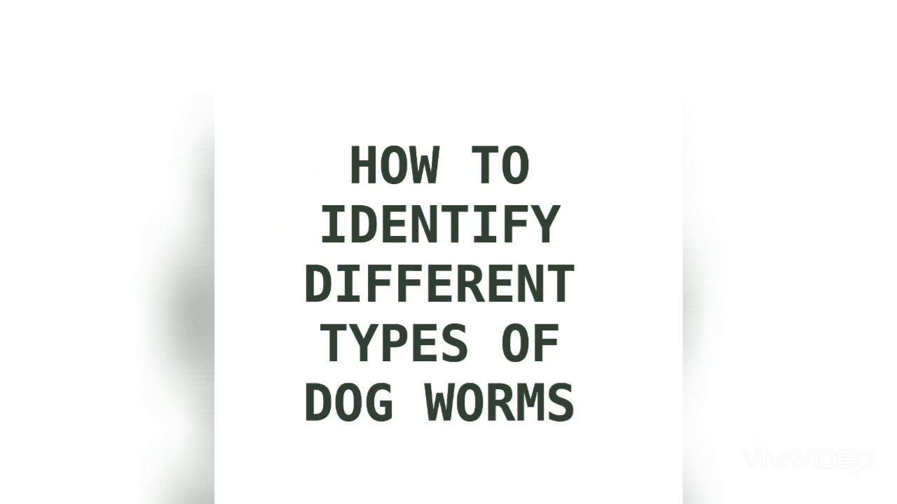 DIFFERENT TYPES OF DOG WORMS ROUNDWORM TAPEWORM HOOKWORM