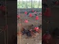 🤞🔥💪💸#poultry #chicken #farming #viralvideo #viralfeed