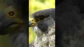 Birds of Prey Up Close and Personal #shorts #short