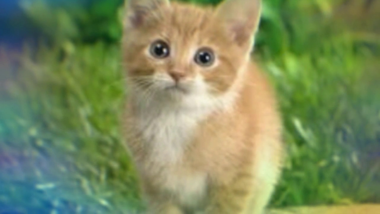 Песня "Ты мой миленький, хорошенький мой котик" с