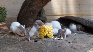 Videos for cats  TV for Cats  Mouse Hide & Seek For Cats | Rat Catching Game for Cats