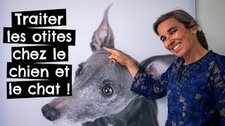 Traiter les otites chez le chien et le chat !