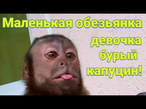 Маленькая обезьянка оказывается девочка бурый капуцин.