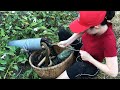 Unbelievable Experiment Oil Fishing | Unique Snake Trapping System Catch A Lot Of Snake in Fish-Hole