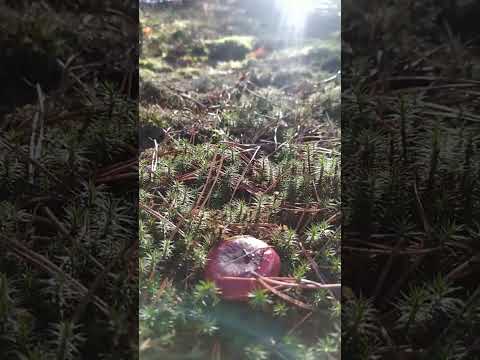 Mushrooms, russula  emetica.  гриб токсичен. #shorts