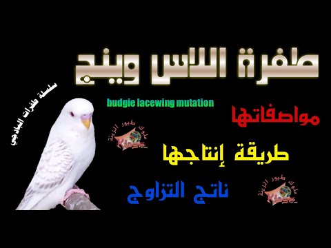 شرح طفرة البادجي اللاس وينج مواصفاتها القياسية وطريقة تفرخها وناتج التزاوج وأنسب تزاوج لها