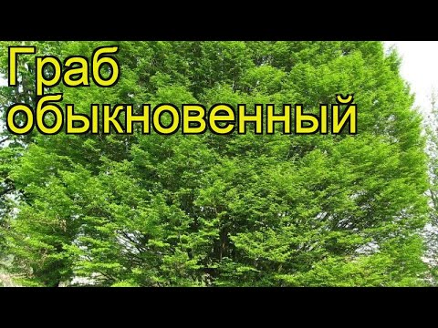 Граб обыкновенный. Краткий обзор, описание характеристик carpinus betulus