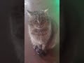 Милая кошка хочет ласки #кошка #киця #cat