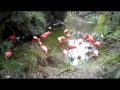 Flamingos at the Jacksonville Zoo