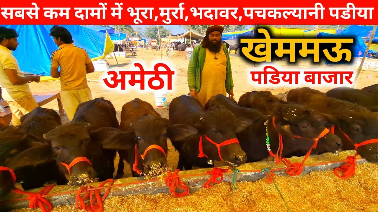 सबसे कम दामों की मुर्रा,पचकल्यानी,भदावर,और भूरा पडीया |Khemmau padiya bazar Amethi up |Padiya Bazar 