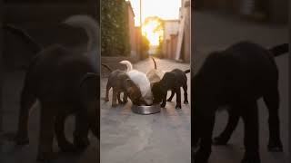 Four Dog Brothers #vairalvideo #animallife #vairalvideo