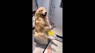 Cute Duck - Cute Kittens – Cute Golden Retriever by Cute Animals No.1 372 views 3 years ago 4 minutes, 6 seconds