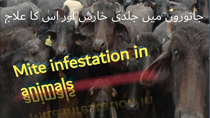 Mite infestation in animals | Jamwaron mai kharish or elaj