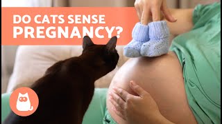 Can CATS Sense a Woman Is PREGNANT?