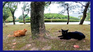 公園に茶トラ猫がいたのでナデナデしたら黒猫もやってきた
