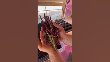 How to root blackberry cuttings #garden #propogatingblackberries #howtorootblackberrycuttings
