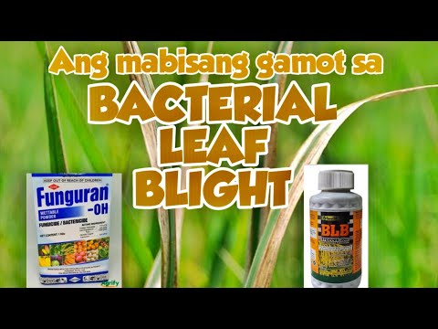 Video: Ano Ang Halo Blight - Alamin ang Tungkol sa Mga Sintomas ng Halo Blight Sa Beans