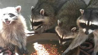 Precious the Raccoon and Her Three Babies Make a Rare Daytime Visit