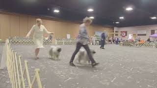 2023 Keeshond National Specialty  National Best of Breed Part 2