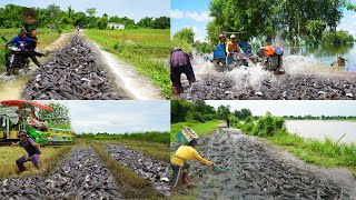 Unique Catching &amp; Catfish in on The Road Flooded - A lot Fish Crossing on the Road Flooded