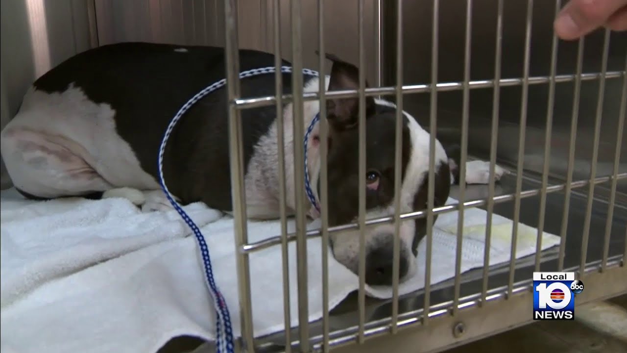 Dog now recovering after being shot and left in a dumpster - YouTube